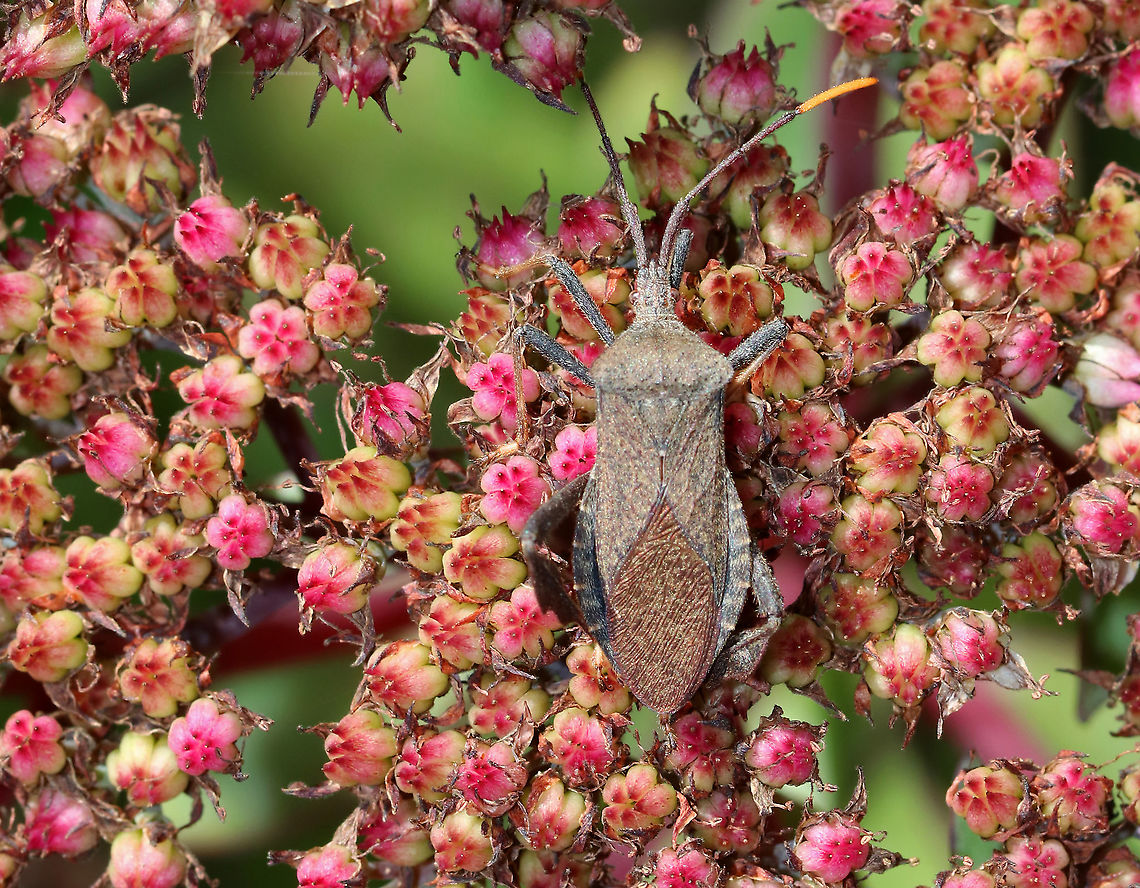 Leaf-footed Bug - Acanthocephala terminalis Habitat: Rural garden Acanthocephala terminalis,Geotagged,Leaf-footed bug,Summer,United States,bug