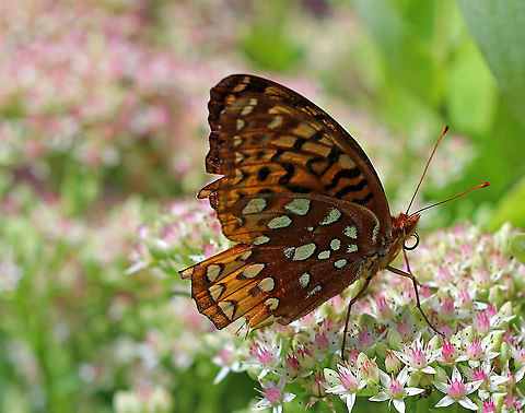 Great Spangled Fritillary - Speyeria cybele Habitat: Rural garden Geotagged,Great Spangled Fritillary,Speyeria,Speyeria cybele,Summer,United States,butterfly
