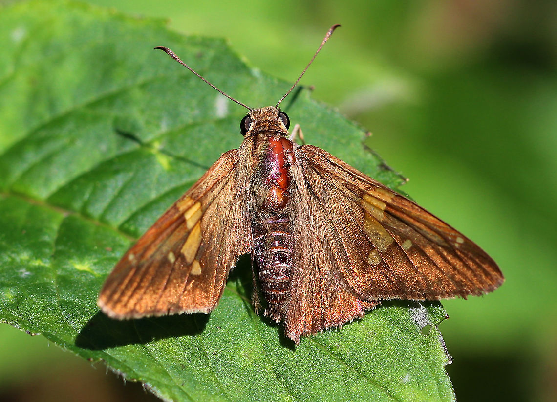 Silver-Spotted Skipper - Epargyreus clarus The light hit this butterfly just right to really make it shimmer.<br />
<br />
Habitat: Rural garden Epargyreus clarus,Geotagged,Silver-spotted Skipper,Summer,United States,butterfly,skipper
