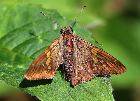 Silver-Spotted Skipper - Epargyreus clarus The light hit this butterfly just right to really make it shimmer.

Habitat: Rural garden Epargyreus clarus,Geotagged,Silver-spotted Skipper,Summer,United States,butterfly,skipper