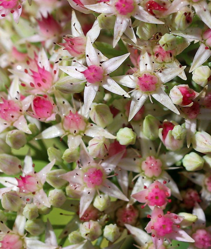 Iceplant - Hylotelephium spectabile Habitat: Cultivated in a rural garden. The insects love this plant! Geotagged,Hylotelephium spectabile,Summer,United States,iceplant,showy stonecrop