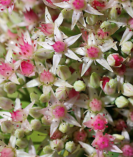 Iceplant - Hylotelephium spectabile Habitat: Cultivated in a rural garden. The insects love this plant! Geotagged,Hylotelephium spectabile,Summer,United States,iceplant,showy stonecrop