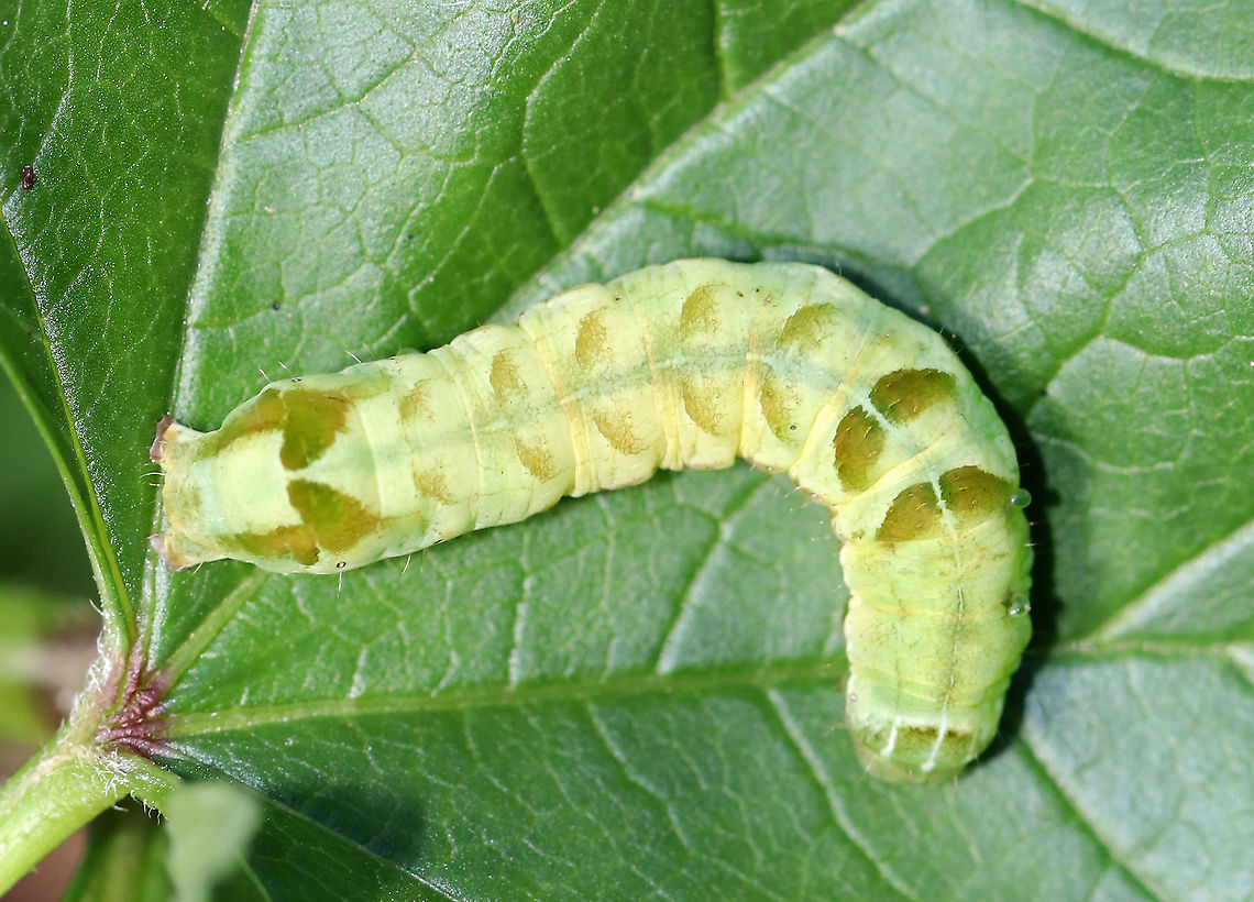 Hitched Arch Caterpillar - Melanchra adjuncta The caterpillars of this species have two forms: green or brown. Both forms have dark diagonal markings dorsally and ventrolaterally, in addition to a white dorsal line. The head has 3 white, dorsal lines. The 8th abdominal segment is humped.<br />
<br />
Habitat: Rural garden Geotagged,Hitched Arch,Melanchra adjuncta,Summer,United States,caterpillar