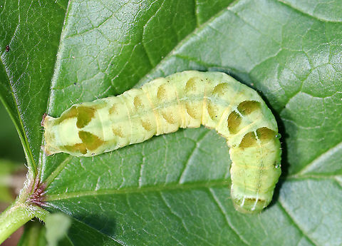 Hitched Arch Caterpillar - Melanchra adjuncta The caterpillars of this species have two forms: green or brown. Both forms have dark diagonal markings dorsally and ventrolaterally, in addition to a white dorsal line. The head has 3 white, dorsal lines. The 8th abdominal segment is humped.

Habitat: Rural garden Geotagged,Hitched Arch,Melanchra adjuncta,Summer,United States,caterpillar