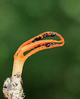 Stinky Squid - Pseudocolus fusiformis Orange fruiting body that consisted of 3 tapering arms that were fused at the tips. Volva was gray-white. The gleba covered the inner parts of the arms and was greenish black and slimy. The potent odor of the gleba attracts insects, which help to disperse the spores. 

Habitat: Mixed forest; you smell them before you see them. Geotagged,Pseudocolus fusiformis,Stinky squid,Summer,United States