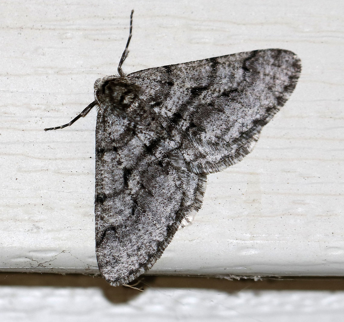 Half-wing Moth (Male) - Phigalia titea My first moth of the year! <br />
<br />
WS: ~30 mm. Peppery gray FW with wavy AM and PM lines.  Females are wingless.  Hosts: Deciduous trees and woody plants.<br />
<br />
Habitat: Attracted to a 395 nm LED light in a semi-rural area.<br />
<br />
2020(1) Geotagged,Phigalia,Phigalia titea,Spiny looper,United States,Winter,moth