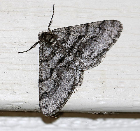 Half-wing Moth (Male) - Phigalia titea My first moth of the year! 

WS: ~30 mm. Peppery gray FW with wavy AM and PM lines.  Females are wingless.  Hosts: Deciduous trees and woody plants.

Habitat: Attracted to a 395 nm LED light in a semi-rural area.

2020(1) Geotagged,Phigalia,Phigalia titea,Spiny looper,United States,Winter,moth