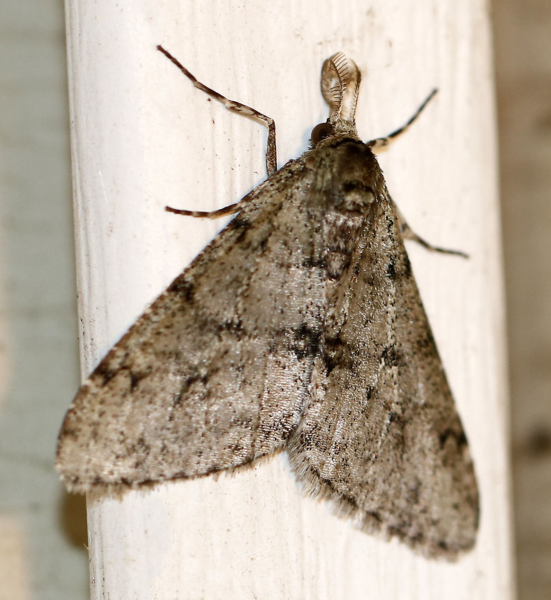 Small Phigalia - Phigalia strigataria WS: ~30 mm. PM line is fragmented. Females are flightless. Hosts: Elm and possibly other deciduous trees.<br />
<br />
Habitat: Attracted to a 395 nm LED light in a semi-rural area.<br />
<br />
2020(2) Apocheima strigataria,Geotagged,Phigalia,Phigalia strigataria,United States,Winter,moth