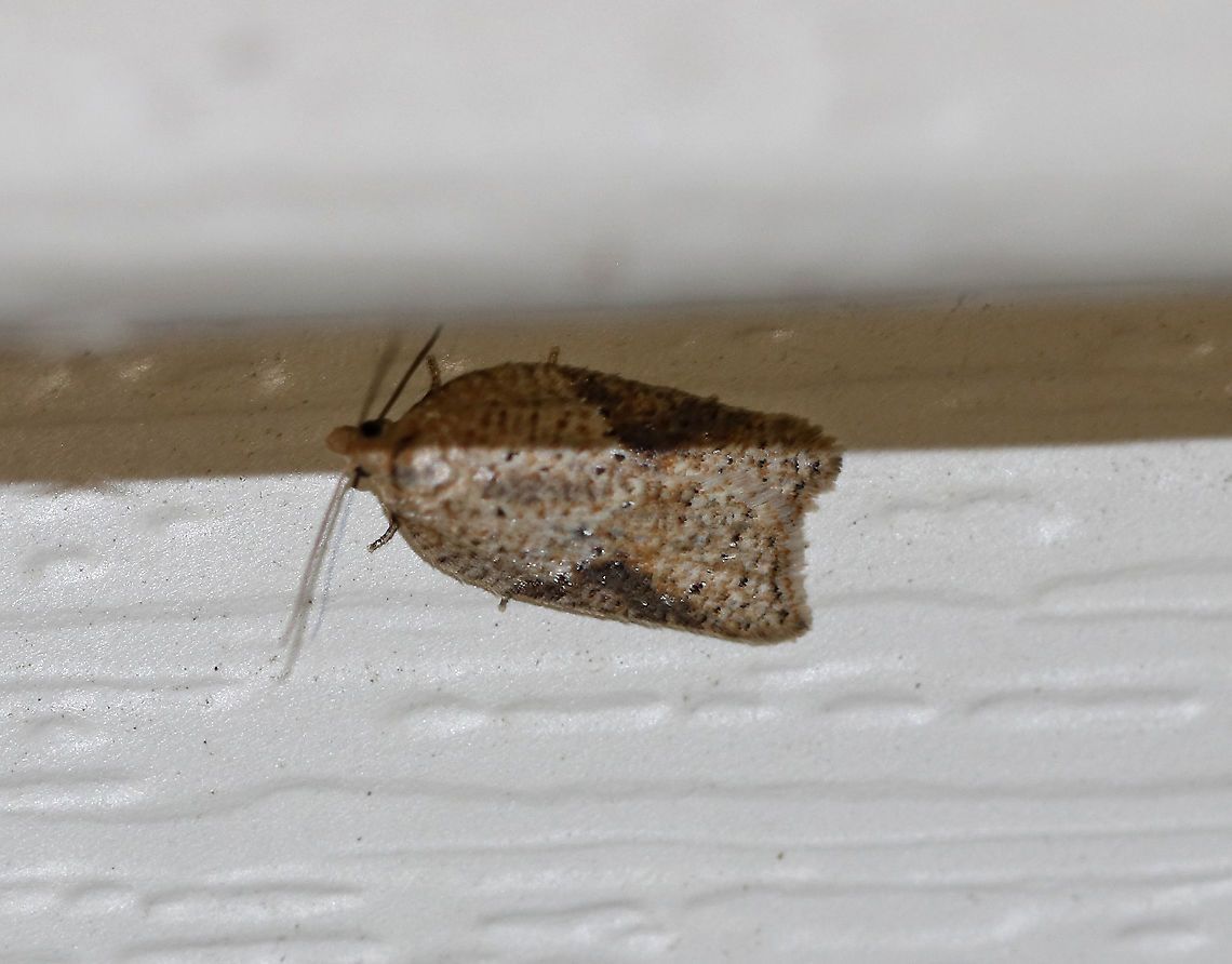 Speckled Acleris Moth - Acleris negundana? Habitat: Attracted to a 395 nm LED light in a semi-rural area<br />
<br />
2020(3) Acleris negundana,Geotagged,United States,Winter,acleris,moth,speckled acleris moth
