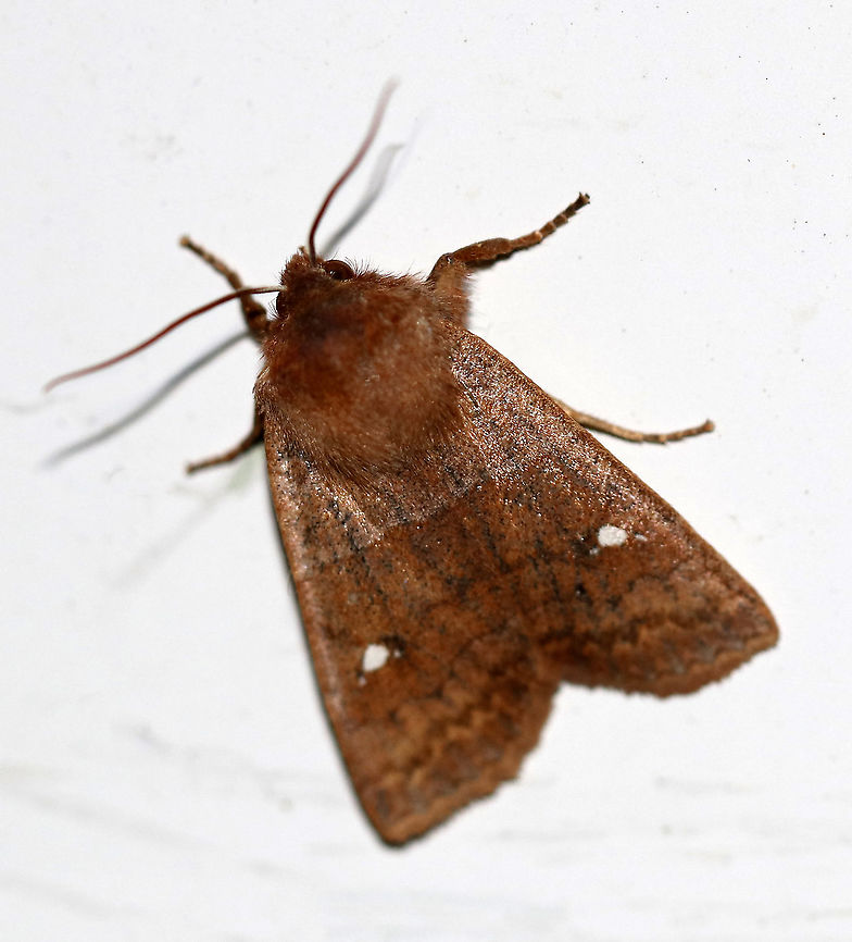 Straight-toothed Sallow - Eupsilia vinulenta TL: ~20 mm. Rusty brown with straightish AM line and angled median line. PM line is jagged. White reniform spot with tiny satellite dots on either side. Hosts: Deciduous trees.<br />
<br />
Habitat:Habitat: Attracted to a 395 nm LED light in a semi-rural area<br />
<br />
2020(4) Eupsilia,Eupsilia vinulenta,Geotagged,United States,Winter,moth