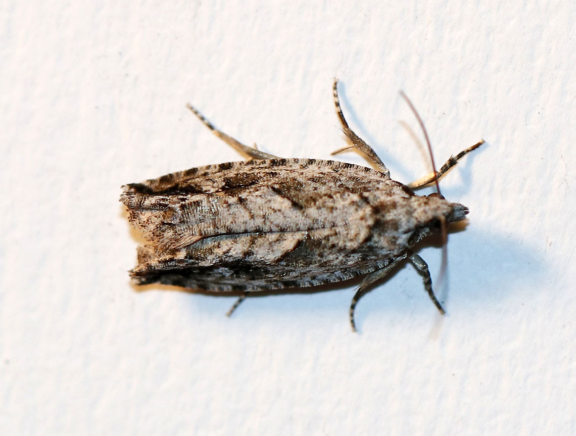 Pecan Bud Moth  - Gretchena bolliana? Habitat: Attracted to a 395 nm LED light in a semi-rural area<br />
<br />
2020(5) Geotagged,Gretchena,Gretchena bolliana,Pecan Bud Moth,United States,Winter,moth