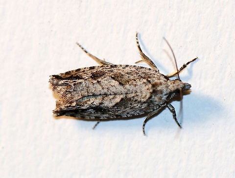 Pecan Bud Moth  - Gretchena bolliana? Habitat: Attracted to a 395 nm LED light in a semi-rural area

2020(5) Geotagged,Gretchena,Gretchena bolliana,Pecan Bud Moth,United States,Winter,moth