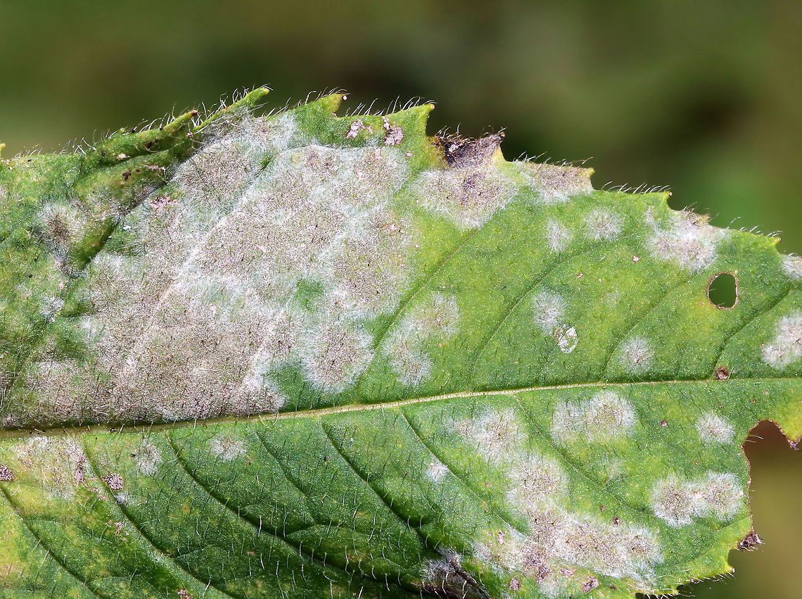 Powdery Mildew - Erysiphe cichoracearum This fungus causes white, powder-like spots on the leaves and stems of its hosts.<br />
<br />
Habitat: Bee balm in a rural garden Erysiphe cichoracearum,Geotagged,Summer,United States,mildew,plant pathogen,powdery mildew