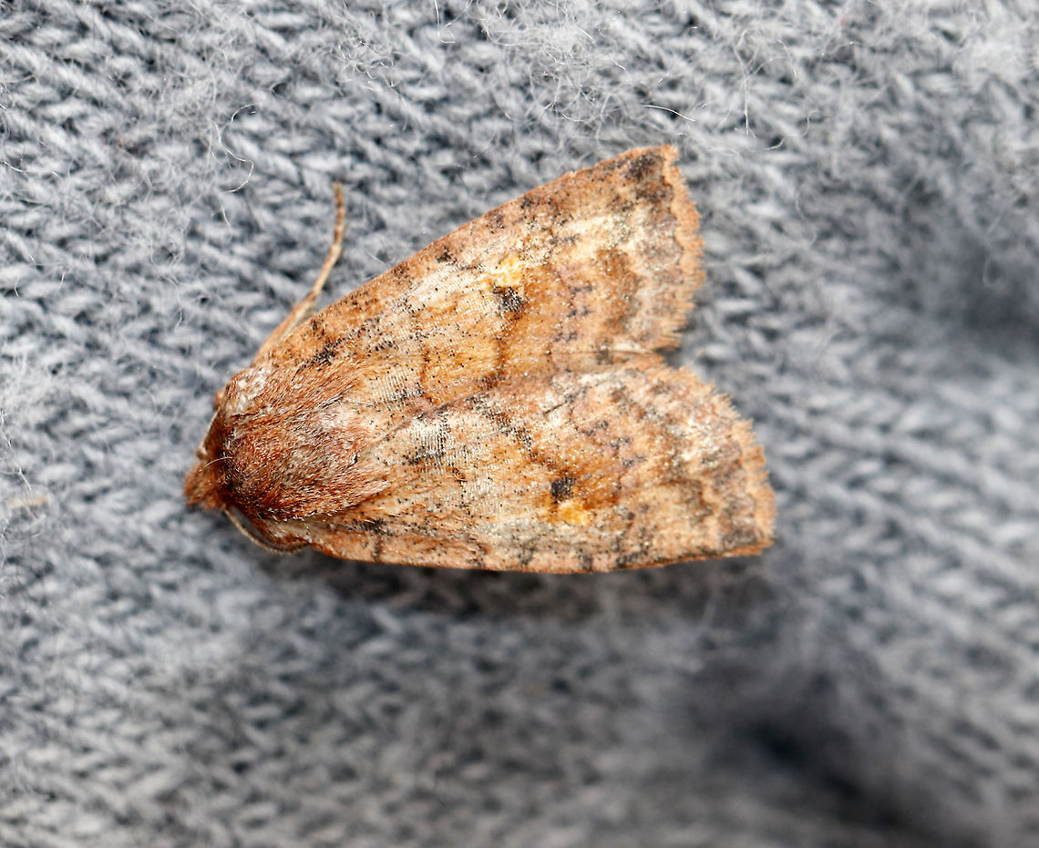 Bicolored Sallow - Sunira bicolorago This is the wrong season for this species, so I am unsure if the ID is correct. It could also be Apamea helva, Orthosia hibisci, or  a different species of sallow.<br />
<br />
Habitat: I fished it out of a maple sugaring bucket that was hanging on a maple tree. I frequently peek in maple sugaring buckets this time of year to rescue any insects from drowning inside. Today, I rescued several moths and a beetle. Agrochola bicolorago,Geotagged,Shield-backed Cutworm,Sunira bicolorago,United States,Winter,moth