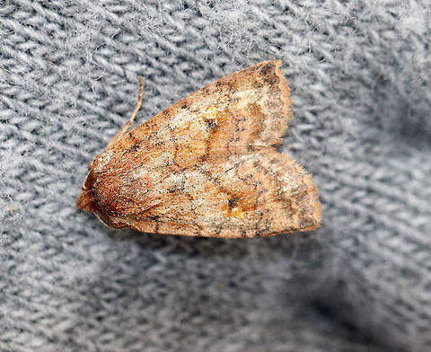 Bicolored Sallow - Sunira bicolorago This is the wrong season for this species, so I am unsure if the ID is correct. It could also be Apamea helva, Orthosia hibisci, or  a different species of sallow.

Habitat: I fished it out of a maple sugaring bucket that was hanging on a maple tree. I frequently peek in maple sugaring buckets this time of year to rescue any insects from drowning inside. Today, I rescued several moths and a beetle. Agrochola bicolorago,Geotagged,Shield-backed Cutworm,Sunira bicolorago,United States,Winter,moth
