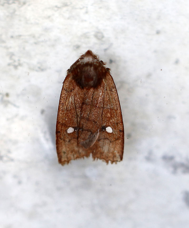 Three-spotted Sallow - Eupsilia tristigmata *This species is nearly identical to Eupsilia vinulenta except that it has a big, black spot on the inside of the reniform spot. They look so similar though that I am seeking confirmation for this ID.<br />
<br />
Habitat: Drowned in a maple sugaring bucket. I tried to rescue it, but the poor thing was already dead and very sticky. Eupsilia tristigmata,Geotagged,Three-spotted sallow,United States,Winter,moth