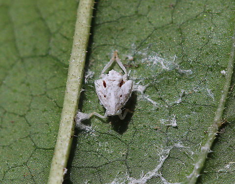 Citrus Flatid Planthopper Nymph - Metcalfa pruinosa Habitat: Vegetation in a garden Citrus flatid planthopper,Geotagged,Metcalfa pruinosa,Summer,United States,nymph,planthopper