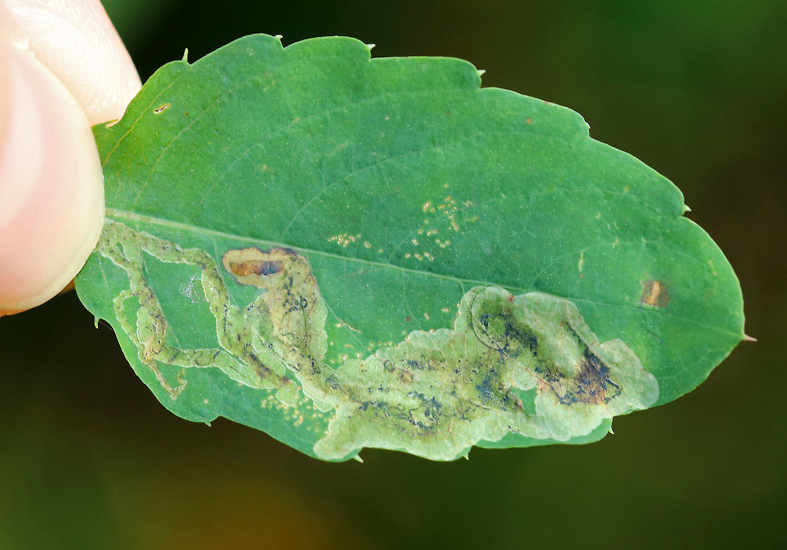 Jewelweed Leafminer - Phytoliriomyza melampyga This mine had a linear section followed by a large blotch. You can see the brownish larva beneath the midrib, to the left.  The small spots above the leaf&#039;s midrib are feeding punctures made by an adult female.  <br />
<br />
<br />
Habitat: Jewelweed (Impatiens capensis) in a mixed forest Agromyzid Leaf Mine,Geotagged,Phytoliriomyza,Phytoliriomyza melampyga,Summer,United States,agromyzid fly,agromyzidae,leaf mine,leafmine,linear-blotch mine