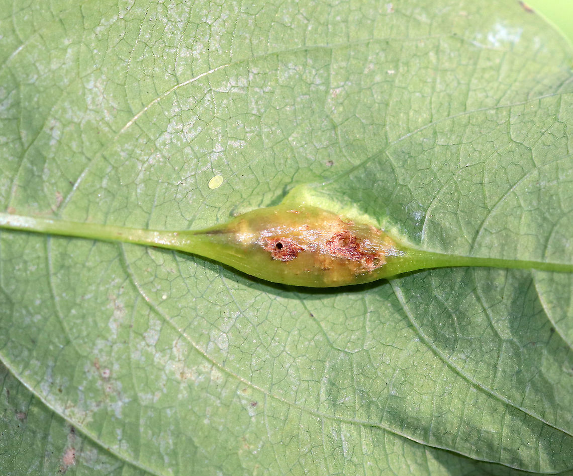Jewelweed Vein Gall - Neolasioptera impatientifolia This gall was on the midrib of a jewelweed leaf ((Impatiens capensis).  The gall had at least one hole in it. There were also some tiny green eggs(?) on the leaf.<br />
<br />
Habitat: Underside of a jewelweed leaf in a mixed forest Geotagged,Jewelweed Vein Gall,Neolasioptera,Neolasioptera impatientifolia,Summer,United States,gall,jewelweed gall,vein gall