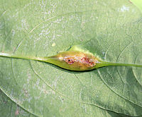 Jewelweed Vein Gall - Neolasioptera impatientifolia This gall was on the midrib of a jewelweed leaf ((Impatiens capensis).  The gall had at least one hole in it. There were also some tiny green eggs(?) on the leaf.<br />
<br />
Habitat: Underside of a jewelweed leaf in a mixed forest Geotagged,Jewelweed Vein Gall,Neolasioptera,Neolasioptera impatientifolia,Summer,United States,gall,jewelweed gall,vein gall