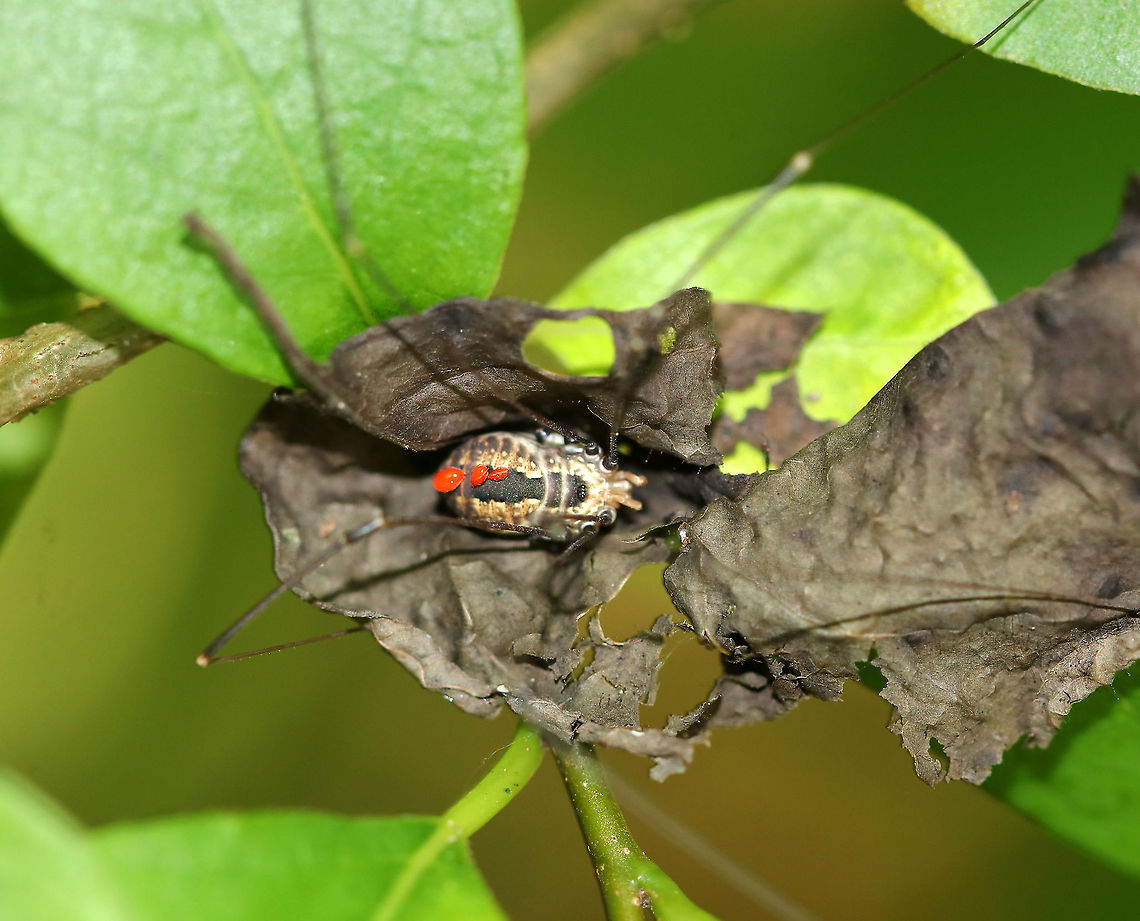 Eastern Harvestman - Leiobunum vittatum This harvestman had 3 mites on its body, which I will post separately.<br />
<br />
Habitat: Mixed forest Geotagged,Leiobunum vittatum,Summer,United States,daddy longlegs,eastern harvestman,harvestman