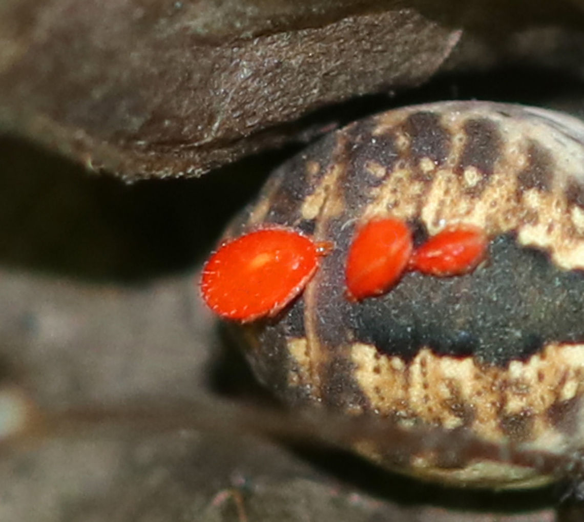 Ectoparasitic Mites (Larvae) - Leptus sp. Sorry for the bad photo quality! These mites are ectoparasitic larvae of the genus Leptus. They feed on their host (harvestman in this case), and then the mites drop off, become nymphs, and then finally adults. The nymphs and adults are free living predators. The larval mites don&#039;t kill the harvestmen, but they probably affect longevity and fecundity. <br />
<br />
Habitat: Eastern Harvestman - Leiobunum vittatum Erythraeidae,Geotagged,Summer,United States,leptus,mite,parasite