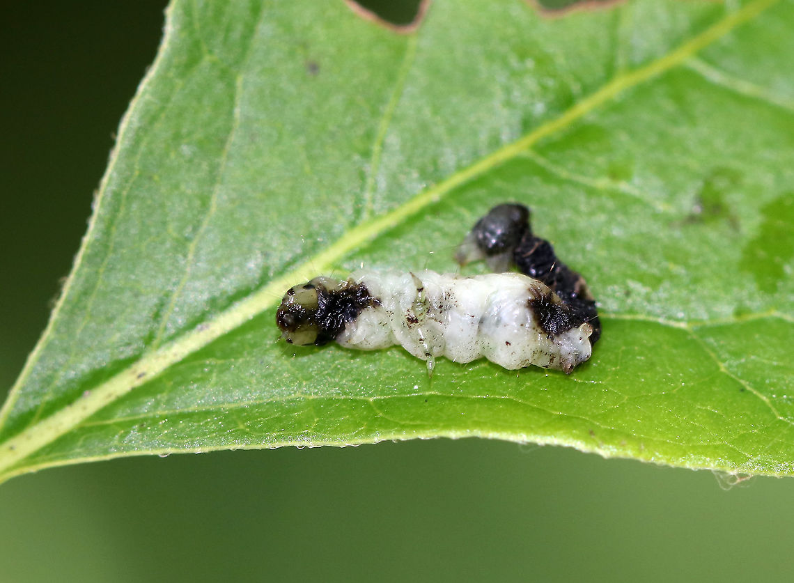 Caterpillar Cadaver I don't know what has infected this caterpillar. It was stuck to the leaf in an inverted, v-shape, which makes me wonder if it was infected with NPV (Nuclear Polyhedrosis Virus). But, it could also be something entirely different.<br />
<br />
Habitat: Mixed forest Geotagged,Summer,United States,caterpillar,caterpillar cadaver