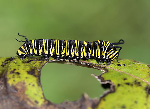 Monarch Caterpillar (Danaus plexippus) Infected with Black Death (Nuclear Polyhedrosis Virus) This caterpillar looked almost as bad as the milkweed leaf.  It is infected with NPV (Nuclear Polyhedrosis Virus) and will soon die. I can tell that it's infected because the dark bands are wider than usual. Also, the antennae are shriveled and the caterpillar was mostly unresponsive and lethargic.

This virus enters the nucleus of infected cells and reproduces until the cell begins to produce crystals in the fluids of its host. The host becomes swollen with virus-containing fluid, turns black, and dies.

Habitat: Milkweed in a meadow Danaus plexippus,Geotagged,Monarch butterfly,NPV,Nuclear Polyhedrosis Virus,Summer,United States,black death,caterpillar
