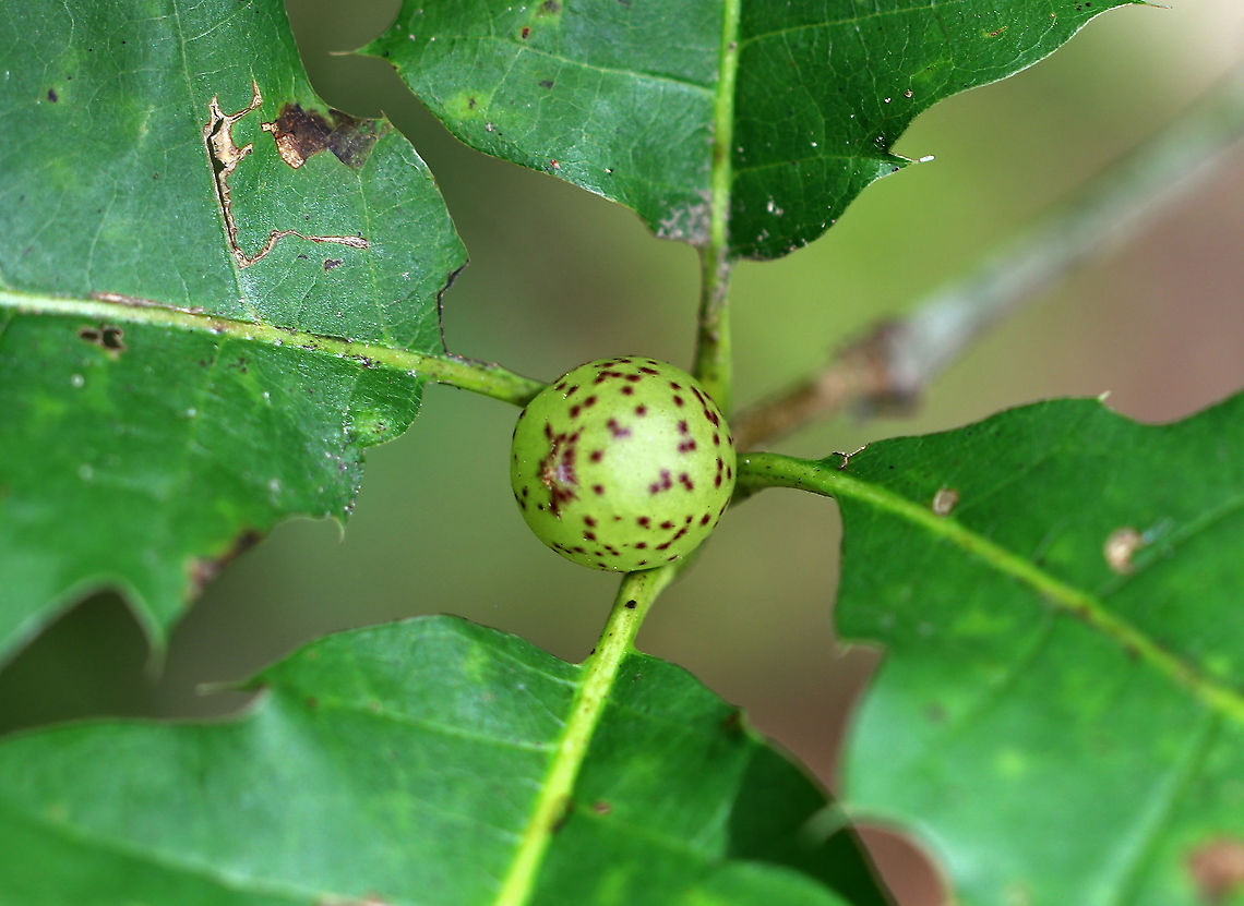 Oak Apple Gall - Amphibolips cookii These green, spherical galls form on the buds of oak (Quercus sp.). <br />
<br />
Habitat: Mixed forest Amphibolips cookii,Geotagged,Summer,United States,gall