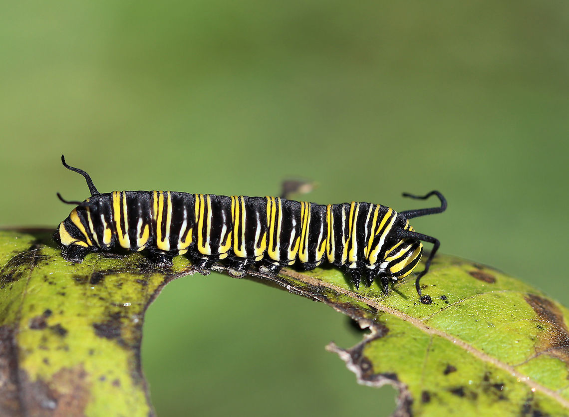 Black Death (Nuclear Polyhedrosis Virus) in Monarch Caterpillar (Danaus plexippus) This caterpillar looked almost as bad as the milkweed leaf. It is infected with NPV (Nuclear Polyhedrosis Virus) and will soon die. I can tell that it&#039;s infected because the dark bands are wider than usual. Also, the antennae are shriveled and the caterpillar was mostly unresponsive and lethargic.<br />
<br />
This virus enters the nucleus of infected cells and reproduces until the cell begins to produce crystals in the fluids of its host. The host becomes swollen with virus-containing fluid, turns black, and dies.<br />
<br />
Habitat: Milkweed in a meadow Geotagged,NPV,Nuclear Polyhedrosis Virus,Summer,United States,caterpillar,monarch caterpillar,virus