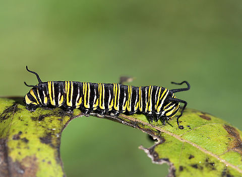 Black Death (Nuclear Polyhedrosis Virus) in Monarch Caterpillar (Danaus plexippus) This caterpillar looked almost as bad as the milkweed leaf. It is infected with NPV (Nuclear Polyhedrosis Virus) and will soon die. I can tell that it's infected because the dark bands are wider than usual. Also, the antennae are shriveled and the caterpillar was mostly unresponsive and lethargic.

This virus enters the nucleus of infected cells and reproduces until the cell begins to produce crystals in the fluids of its host. The host becomes swollen with virus-containing fluid, turns black, and dies.

Habitat: Milkweed in a meadow Geotagged,NPV,Nuclear Polyhedrosis Virus,Summer,United States,caterpillar,monarch caterpillar,virus