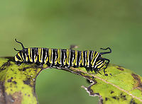 Black Death (Nuclear Polyhedrosis Virus) in Monarch Caterpillar (Danaus plexippus) This caterpillar looked almost as bad as the milkweed leaf. It is infected with NPV (Nuclear Polyhedrosis Virus) and will soon die. I can tell that it's infected because the dark bands are wider than usual. Also, the antennae are shriveled and the caterpillar was mostly unresponsive and lethargic.<br />
<br />
This virus enters the nucleus of infected cells and reproduces until the cell begins to produce crystals in the fluids of its host. The host becomes swollen with virus-containing fluid, turns black, and dies.<br />
<br />
Habitat: Milkweed in a meadow Geotagged,NPV,Nuclear Polyhedrosis Virus,Summer,United States,caterpillar,monarch caterpillar,virus