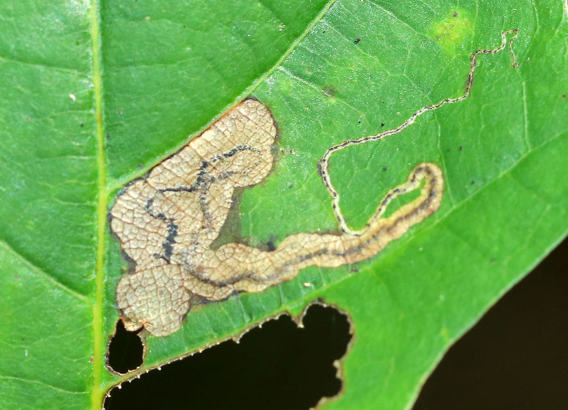 Linear Blotch Mine - Stigmella quercipulchella Linear mine that widens and maintains a central, solid frass line. <br />
<br />
Habitat: Quercus rubra Geotagged,Nepticulidae,Stigmella,Stigmella quercipulchella,Summer,United States,leaf mine,linear blotch mine