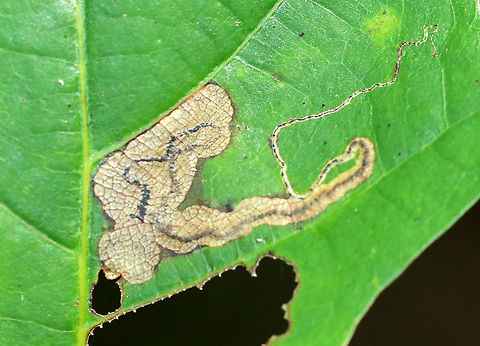 Linear Blotch Mine - Stigmella quercipulchella Linear mine that widens and maintains a central, solid frass line. 

Habitat: Quercus rubra Geotagged,Nepticulidae,Stigmella,Stigmella quercipulchella,Summer,United States,leaf mine,linear blotch mine