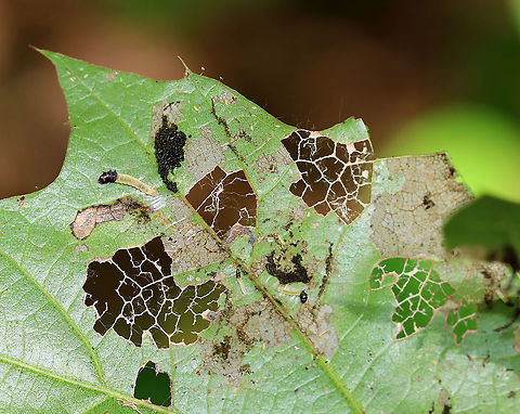 Leaf folder Larvae - Family Tortricidae(?) I found numerous larvae in different instars inside this folded oak leaf. There was also frass, silk, and some tiny thrips in the fold. I'm still working on the ID.

Habitat: Red oak (Quercus rubra)
https://www.jungledragon.com/image/91028/leaf_folder_larvae_-_family_tortricidae.html Geotagged,Summer,United States,larvae,leaf folders,leafroller,oak leaffolder,tortricidae,tortrix