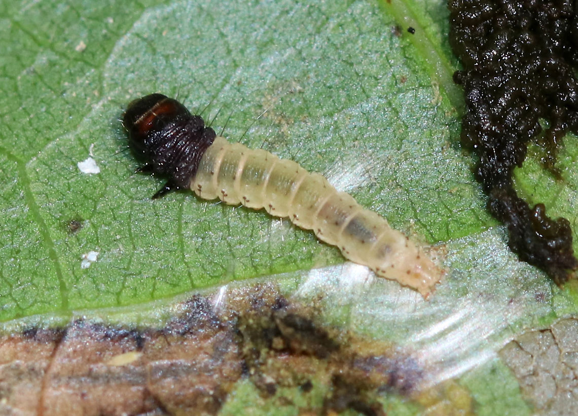 Leaf folder Larvae - Family Tortricidae(?) I found numerous larvae in different instars inside this folded oak leaf. There was also frass, silk, and some tiny thrips in the fold. I'm still working on the ID.<br />
<br />
Habitat: Red oak (Quercus rubra)<br />
<figure class="photo"><a href="https://www.jungledragon.com/image/91027/leaf_folder_larvae_-_family_tortricidae.html" title="Leaf folder Larvae - Family Tortricidae(?)"><img src="https://s3.amazonaws.com/media.jungledragon.com/images/3232/91027_thumb.jpg?AWSAccessKeyId=05GMT0V3GWVNE7GGM1R2&Expires=1769040010&Signature=hFuzactw8V9ZS9wzc%2BmrOSLWsYI%3D" width="200" height="160" alt="Leaf folder Larvae - Family Tortricidae(?) I found numerous larvae in different instars inside this folded oak leaf. There was also frass, silk, and some tiny thrips in the fold. I'm still working on the ID.<br />
<br />
Habitat: Red oak (Quercus rubra)<br />
https://www.jungledragon.com/image/91028/leaf_folder_larvae_-_family_tortricidae.html Geotagged,Summer,United States,larvae,leaf folders,leafroller,oak leaffolder,tortricidae,tortrix" /></a></figure><br />
 Geotagged,Summer,United States