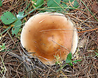 Buttery Collybia - Rhodocollybia butyracea Habitat: Growing on the ground in a swampy, coniferous forest<br />
https://www.jungledragon.com/image/91031/buttery_collybia_-_rhodocollybia_butyracea.html<br />
https://www.jungledragon.com/image/91030/buttery_collybia_-_rhodocollybia_butyracea.html Buttery Collybia,Geotagged,Rhodocollybia,Rhodocollybia butyracea,Summer,United States,fungus,mushroom