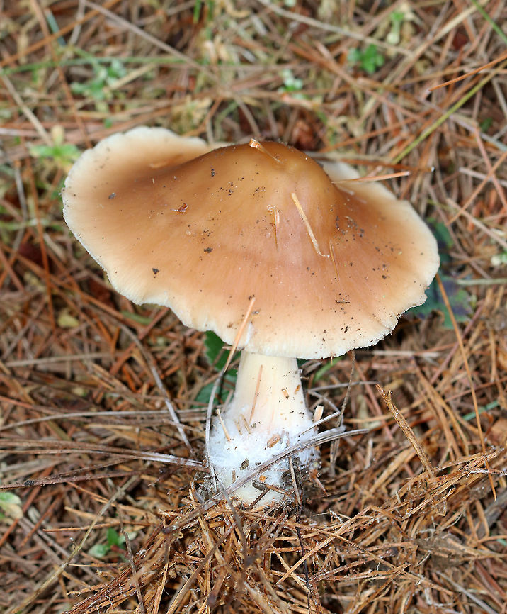 Buttery Collybia - Rhodocollybia butyracea Habitat: Growing on the ground in a swampy, coniferous forest<br />
<figure class="photo"><a href="https://www.jungledragon.com/image/91029/buttery_collybia_-_rhodocollybia_butyracea.html" title="Buttery Collybia - Rhodocollybia butyracea"><img src="https://s3.amazonaws.com/media.jungledragon.com/images/3232/91029_thumb.jpg?AWSAccessKeyId=05GMT0V3GWVNE7GGM1R2&Expires=1759968010&Signature=GUcgdI4AOBVVrN7EWVAFaODT8xI%3D" width="200" height="160" alt="Buttery Collybia - Rhodocollybia butyracea Habitat: Growing on the ground in a swampy, coniferous forest<br />
https://www.jungledragon.com/image/91031/buttery_collybia_-_rhodocollybia_butyracea.html<br />
https://www.jungledragon.com/image/91030/buttery_collybia_-_rhodocollybia_butyracea.html Buttery Collybia,Geotagged,Rhodocollybia,Rhodocollybia butyracea,Summer,United States,fungus,mushroom" /></a></figure><br />
<figure class="photo"><a href="https://www.jungledragon.com/image/91031/buttery_collybia_-_rhodocollybia_butyracea.html" title="Buttery Collybia - Rhodocollybia butyracea"><img src="https://s3.amazonaws.com/media.jungledragon.com/images/3232/91031_thumb.jpg?AWSAccessKeyId=05GMT0V3GWVNE7GGM1R2&Expires=1759968010&Signature=0vTttw%2BtXNlRrctgX%2F41IlLqbII%3D" width="148" height="152" alt="Buttery Collybia - Rhodocollybia butyracea Habitat: Growing on the ground in a swampy, coniferous forest<br />
https://www.jungledragon.com/image/91029/buttery_collybia_-_rhodocollybia_butyracea.html<br />
https://www.jungledragon.com/image/91030/buttery_collybia_-_rhodocollybia_butyracea.html Buttery Collybia,Geotagged,Rhodocollybia butyracea,Summer,United States" /></a></figure> Buttery Collybia,Geotagged,Rhodocollybia butyracea,Summer,United States