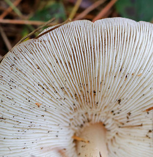 Buttery Collybia - Rhodocollybia butyracea Habitat: Growing on the ground in a swampy, coniferous forest
https://www.jungledragon.com/image/91029/buttery_collybia_-_rhodocollybia_butyracea.html
https://www.jungledragon.com/image/91030/buttery_collybia_-_rhodocollybia_butyracea.html Buttery Collybia,Geotagged,Rhodocollybia butyracea,Summer,United States