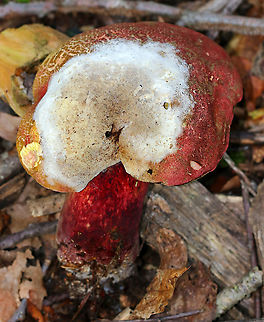 Bolete Eater - Hypomyces chrysospermus Host: Baorangia bicolor Baorangia bicolor,Bolete eater,Geotagged,Hypomyces,Hypomyces chrysospermus,Summer,United States