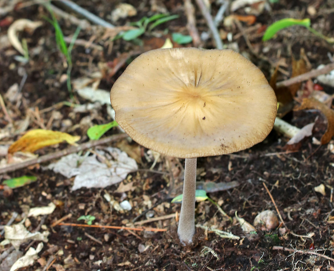 Oudemansiella furfuracea Cap was tan with a brown center; it was flat, wrinkled, and puckered. Gills were white and attached. Stipe was long, fuzzy, and thin.<br />
<br />
Habitat: Growing on the ground in a mixed, swampy forest.<br />
<figure class="photo"><a href="https://www.jungledragon.com/image/91035/oudemansiella_furfuracea.html" title="Oudemansiella furfuracea"><img src="https://s3.amazonaws.com/media.jungledragon.com/images/3232/91035_thumb.jpg?AWSAccessKeyId=05GMT0V3GWVNE7GGM1R2&Expires=1767225610&Signature=v63m5QsHump0tAh7rDmD2Wh4RJE%3D" width="200" height="132" alt="Oudemansiella furfuracea Cap was tan with a brown center; it was flat, wrinkled, and puckered. Gills were white and attached. Stipe was long, fuzzy, and thin.<br />
<br />
Habitat: Growing on the ground in a mixed, swampy forest.<br />
https://www.jungledragon.com/image/91033/oudemansiella_furfuracea.html Geotagged,Oudemansiella furfuracea,Summer,United States" /></a></figure> Geotagged,Oudemansiella,Oudemansiella furfuracea,Summer,United States,fungus,mushroom