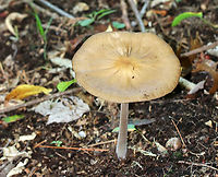 Oudemansiella furfuracea Cap was tan with a brown center; it was flat, wrinkled, and puckered. Gills were white and attached. Stipe was long, fuzzy, and thin.<br />
<br />
Habitat: Growing on the ground in a mixed, swampy forest.<br />
https://www.jungledragon.com/image/91035/oudemansiella_furfuracea.html Geotagged,Oudemansiella,Oudemansiella furfuracea,Summer,United States,fungus,mushroom