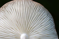 Oudemansiella furfuracea Cap was tan with a brown center; it was flat, wrinkled, and puckered. Gills were white and attached. Stipe was long, fuzzy, and thin.<br />
<br />
Habitat: Growing on the ground in a mixed, swampy forest.<br />
https://www.jungledragon.com/image/91033/oudemansiella_furfuracea.html Geotagged,Oudemansiella furfuracea,Summer,United States