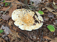Deceptive Milky - Lactifluus deceptivus Cap was depressed, vase-shaped, and had some brown discoloration/patches. Gills were attached, close/crowded, white with lots of discoloration. The stem was white with brown discoloration. The milk was white.<br />
<br />
Habitat: Growing on the ground in a mixed forest with mostly oak, pine, and eastern hemlock.<br />
https://www.jungledragon.com/image/91039/deceptive_milky_-_lactifluus_deceptivus.html Deceiving milkcap,Geotagged,Lactifluus deceptivus,Summer,United States,lactifluus,mushroom