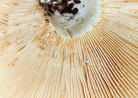 Deceptive Milky - Lactifluus deceptivus Cap was depressed, vase-shaped, and had some brown discoloration/patches. Gills were attached, close/crowded, white with lots of discoloration. The stem was white with brown discoloration. The milk was white.<br />
<br />
Habitat: Growing on the ground in a mixed forest with mostly oak, pine, and eastern hemlock.<br />
https://www.jungledragon.com/image/91038/deceptive_milky_-_lactifluus_deceptivus.html Deceiving milkcap,Geotagged,Lactifluus deceptivus,Summer,United States