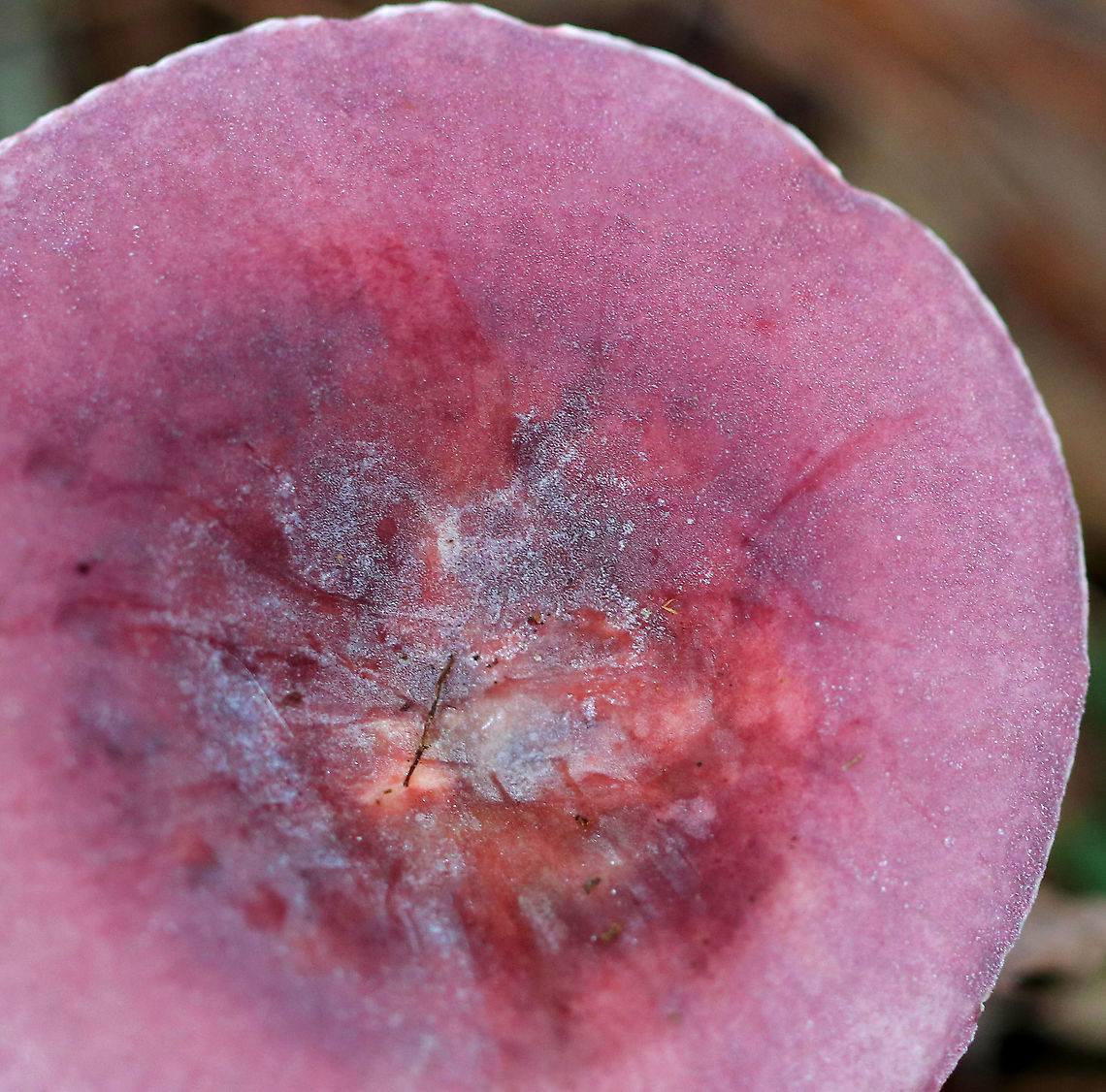 Purple-bloom Russula - Russula mariae Stunning mushroom with a bright pinkish purple cap that was covered in white bloom. The stem was pink and gills were cream-colored. Cap size was approximately 6 cm diameter. The cap and stem were very soft, smooth, and dry to the touch.<br />
<br />
Habitat: Mixed forest<br />
<figure class="photo"><a href="https://www.jungledragon.com/image/91042/purple-bloom_russula_-_russula_mariae.html" title="Purple-bloom Russula - Russula mariae"><img src="https://s3.amazonaws.com/media.jungledragon.com/images/3232/91042_thumb.jpg?AWSAccessKeyId=05GMT0V3GWVNE7GGM1R2&Expires=1769040010&Signature=ekPEItEUIfgn5BwD%2BJUqS9UK4DY%3D" width="200" height="140" alt="Purple-bloom Russula - Russula mariae Stunning mushroom with a bright pinkish purple cap that was covered in white bloom. The stem was pink and gills were cream-colored. Cap size was approximately 6 cm diameter. The cap and stem were very soft, smooth, and dry to the touch.<br />
<br />
Habitat: Mixed forest<br />
https://www.jungledragon.com/image/91041/purple-bloom_russula_-_russula_mariae.html Geotagged,Purple-bloom Russula,Russula mariae,Summer,United States" /></a></figure> Geotagged,Purple-bloom Russula,Russula mariae,Summer,United States,russula