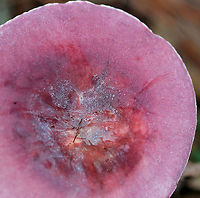 Purple-bloom Russula - Russula mariae Stunning mushroom with a bright pinkish purple cap that was covered in white bloom. The stem was pink and gills were cream-colored. Cap size was approximately 6 cm diameter. The cap and stem were very soft, smooth, and dry to the touch.<br />
<br />
Habitat: Mixed forest<br />
https://www.jungledragon.com/image/91042/purple-bloom_russula_-_russula_mariae.html Geotagged,Purple-bloom Russula,Russula mariae,Summer,United States,russula