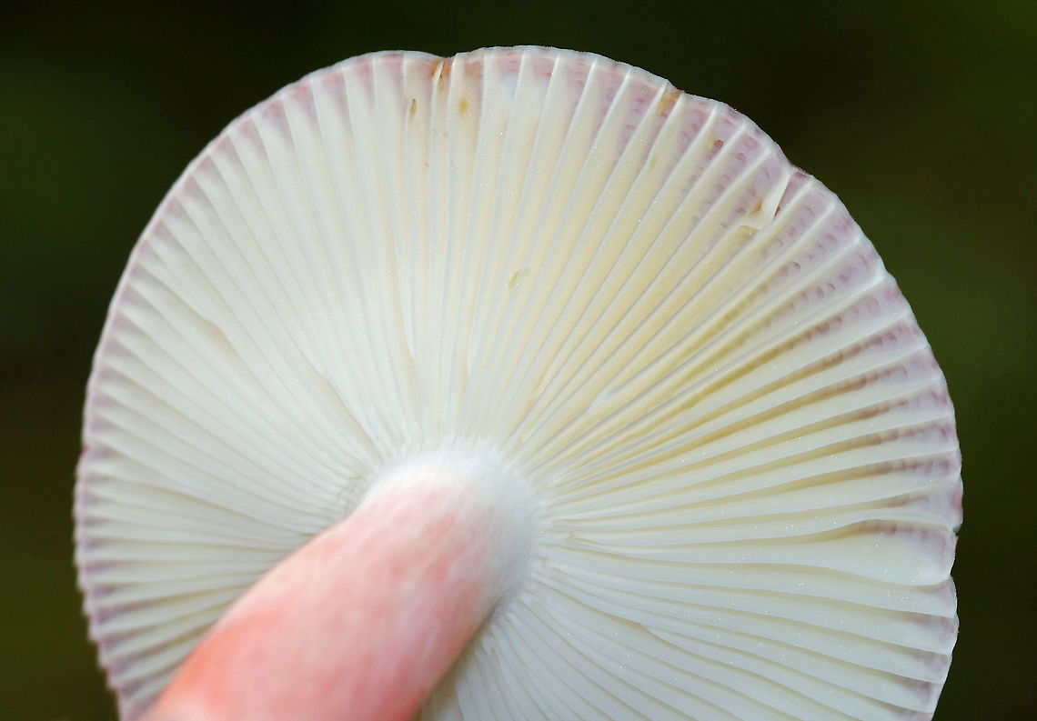 Purple-bloom Russula - Russula mariae Stunning mushroom with a bright pinkish purple cap that was covered in white bloom. The stem was pink and gills were cream-colored. Cap size was approximately 6 cm diameter. The cap and stem were very soft, smooth, and dry to the touch.<br />
<br />
Habitat: Mixed forest<br />
<figure class="photo"><a href="https://www.jungledragon.com/image/91041/purple-bloom_russula_-_russula_mariae.html" title="Purple-bloom Russula - Russula mariae"><img src="https://s3.amazonaws.com/media.jungledragon.com/images/3232/91041_thumb.jpg?AWSAccessKeyId=05GMT0V3GWVNE7GGM1R2&Expires=1769040010&Signature=CiidM9psDkeeD%2F1EE8wWwGBG3gk%3D" width="200" height="198" alt="Purple-bloom Russula - Russula mariae Stunning mushroom with a bright pinkish purple cap that was covered in white bloom. The stem was pink and gills were cream-colored. Cap size was approximately 6 cm diameter. The cap and stem were very soft, smooth, and dry to the touch.<br />
<br />
Habitat: Mixed forest<br />
https://www.jungledragon.com/image/91042/purple-bloom_russula_-_russula_mariae.html Geotagged,Purple-bloom Russula,Russula mariae,Summer,United States,russula" /></a></figure> Geotagged,Purple-bloom Russula,Russula mariae,Summer,United States