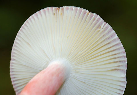 Purple-bloom Russula - Russula mariae Stunning mushroom with a bright pinkish purple cap that was covered in white bloom. The stem was pink and gills were cream-colored. Cap size was approximately 6 cm diameter. The cap and stem were very soft, smooth, and dry to the touch.

Habitat: Mixed forest
https://www.jungledragon.com/image/91041/purple-bloom_russula_-_russula_mariae.html Geotagged,Purple-bloom Russula,Russula mariae,Summer,United States