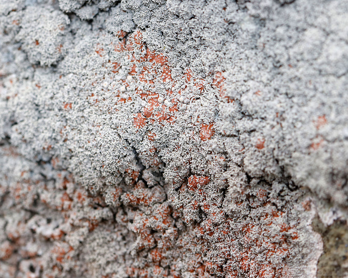 Ochrolechia yasudae (with Trentepohlia Algae) The gray, bumpy lichen is Ochrolechia yasudae. The orange/reddish part is likely Trentepohlia algae. Trentepohlia algae are green algae that can live symbiotically with lichens. The filaments of Trentepohlia are orange because they contain a large quantity of carotenoid pigments, which mask the green of the chlorophyll.<br />
<br />
Habitat: Growing on a boulder beside a pond in a mixed forest.<br />
<figure class="photo"><a href="https://www.jungledragon.com/image/91071/ochrolechia_yasudae_with_trentepohlia_algae.html" title="Ochrolechia yasudae (with Trentepohlia Algae)"><img src="https://s3.amazonaws.com/media.jungledragon.com/images/3232/91071_thumb.jpg?AWSAccessKeyId=05GMT0V3GWVNE7GGM1R2&Expires=1759968010&Signature=i04ykH7JiNNYAvTPpQzp1mvkXDg%3D" width="200" height="132" alt="Ochrolechia yasudae (with Trentepohlia Algae) The gray, bumpy lichen is Ochrolechia yasudae. The orange/reddish part is likely Trentepohlia algae. Trentepohlia algae are green algae that can live symbiotically with lichens. The filaments of Trentepohlia are orange because they contain a large quantity of carotenoid pigments, which mask the green of the chlorophyll.<br />
<br />
Habitat: Growing on a boulder beside a pond in a mixed forest.<br />
https://www.jungledragon.com/image/91067/ochrolechia_yasudae_with_trentepohlia_algae.html<br />
https://www.jungledragon.com/image/91070/ochrolechia_yasudae_with_trentepohlia_algae.html<br />
https://www.jungledragon.com/image/91069/ochrolechia_yasudae_with_trentepohlia_algae.html<br />
https://www.jungledragon.com/image/91068/ochrolechia_yasudae_with_trentepohlia_algae.html Geotagged,Ochrolechia yasudae,United States,Winter" /></a></figure><br />
<figure class="photo"><a href="https://www.jungledragon.com/image/91070/ochrolechia_yasudae_with_trentepohlia_algae.html" title="Ochrolechia yasudae (with Trentepohlia Algae)"><img src="https://s3.amazonaws.com/media.jungledragon.com/images/3232/91070_thumb.jpg?AWSAccessKeyId=05GMT0V3GWVNE7GGM1R2&Expires=1759968010&Signature=X%2BY87i32Tc3ZYDRJ0Vk%2BiNHvMew%3D" width="200" height="168" alt="Ochrolechia yasudae (with Trentepohlia Algae) The gray, bumpy lichen is Ochrolechia yasudae. The orange/reddish part is likely Trentepohlia algae. Trentepohlia algae are green algae that can live symbiotically with lichens. The filaments of Trentepohlia are orange because they contain a large quantity of carotenoid pigments, which mask the green of the chlorophyll.<br />
<br />
Habitat: Growing on a boulder beside a pond in a mixed forest.<br />
https://www.jungledragon.com/image/91067/ochrolechia_yasudae_with_trentepohlia_algae.html<br />
https://www.jungledragon.com/image/91071/ochrolechia_yasudae_with_trentepohlia_algae.html<br />
https://www.jungledragon.com/image/91069/ochrolechia_yasudae_with_trentepohlia_algae.html<br />
https://www.jungledragon.com/image/91068/ochrolechia_yasudae_with_trentepohlia_algae.html Geotagged,Ochrolechia yasudae,United States,Winter" /></a></figure><br />
<figure class="photo"><a href="https://www.jungledragon.com/image/91069/ochrolechia_yasudae_with_trentepohlia_algae.html" title="Ochrolechia yasudae (with Trentepohlia Algae)"><img src="https://s3.amazonaws.com/media.jungledragon.com/images/3232/91069_thumb.jpg?AWSAccessKeyId=05GMT0V3GWVNE7GGM1R2&Expires=1759968010&Signature=x2qkUAAFxc%2Bh4BnE8Wl%2FLZL%2FtAQ%3D" width="200" height="148" alt="Ochrolechia yasudae (with Trentepohlia Algae) The gray, bumpy lichen is Ochrolechia yasudae. The orange/reddish part is likely Trentepohlia algae. Trentepohlia algae are green algae that can live symbiotically with lichens. The filaments of Trentepohlia are orange because they contain a large quantity of carotenoid pigments, which mask the green of the chlorophyll.<br />
<br />
Habitat: Growing on a boulder beside a pond in a mixed forest.<br />
https://www.jungledragon.com/image/91070/ochrolechia_yasudae_with_trentepohlia_algae.html<br />
https://www.jungledragon.com/image/91068/ochrolechia_yasudae_with_trentepohlia_algae.html<br />
https://www.jungledragon.com/image/91071/ochrolechia_yasudae_with_trentepohlia_algae.html<br />
https://www.jungledragon.com/image/91067/ochrolechia_yasudae_with_trentepohlia_algae.html Geotagged,Ochrolechia yasudae,United States,Winter" /></a></figure><br />
<figure class="photo"><a href="https://www.jungledragon.com/image/91068/ochrolechia_yasudae_with_trentepohlia_algae.html" title="Ochrolechia yasudae (with Trentepohlia Algae)"><img src="https://s3.amazonaws.com/media.jungledragon.com/images/3232/91068_thumb.jpg?AWSAccessKeyId=05GMT0V3GWVNE7GGM1R2&Expires=1759968010&Signature=lPJuDB0mg1u2i72wVTeF4vAF4UI%3D" width="142" height="152" alt="Ochrolechia yasudae (with Trentepohlia Algae) The gray, bumpy lichen is Ochrolechia yasudae. The orange/reddish part is likely Trentepohlia algae. Trentepohlia algae are green algae that can live symbiotically with lichens. The filaments of Trentepohlia are orange because they contain a large quantity of carotenoid pigments, which mask the green of the chlorophyll.<br />
<br />
Habitat: Growing on a boulder beside a pond in a mixed forest.<br />
https://www.jungledragon.com/image/91069/ochrolechia_yasudae_with_trentepohlia_algae.html<br />
https://www.jungledragon.com/image/91070/ochrolechia_yasudae_with_trentepohlia_algae.html<br />
https://www.jungledragon.com/image/91071/ochrolechia_yasudae_with_trentepohlia_algae.html<br />
https://www.jungledragon.com/image/91067/ochrolechia_yasudae_with_trentepohlia_algae.html Geotagged,Ochrolechia yasudae,United States,Winter" /></a></figure> Geotagged,Ochrolechia,Ochrolechia yasudae,Trentepohlia,Trentepohlia algae,United States,Winter,algae,lichen